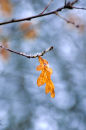 Oak Leaf No2