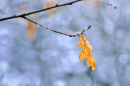 Oak Leaf