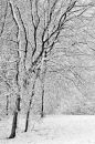 Winter Trees