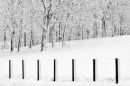 After the Snowstorm No2