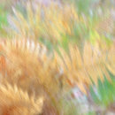 Autumnal Ferns