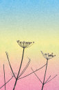 Gone to Seed No2