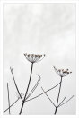 Gone to Seed