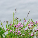Pink Thrift