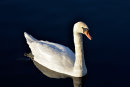 Swan in Evening Light