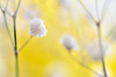 Flower Study No2
