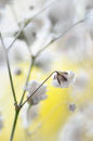 Flower Study No3