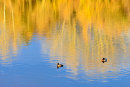 Autumn Reflections