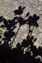 Patio Shadows