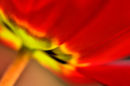 Tulip Art