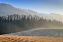 Tree Line