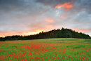 Poppy Field Sunset