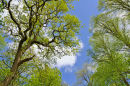 Treescape