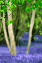Blubell Wood