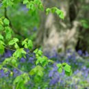 Shades of Spring