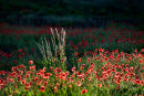 Poppies and Grasses