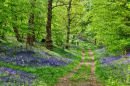 Bluebell Glade