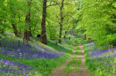 Bluebell Glade No2