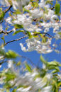 Windblown Cherry Blossom