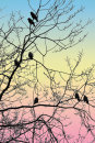 Roosting Crows