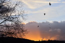Home to Roost