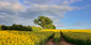 Golden Harvest