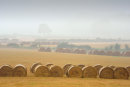 Bales in the Mist