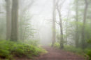 In to the Mist
