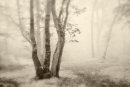 Misty Recession