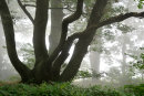 Shapes in the Mist