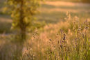 Evening Light