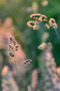 Backlit Grasses No2