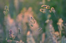 Backlit Grasses
