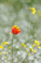 Summer Impression