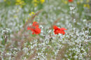 Poppies and Grasses