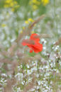 Poppy and Grasses