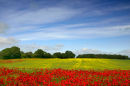 Poppies and Yellow Rape