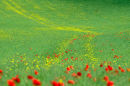 Crop Patterns