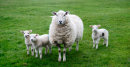 Spring Lambs