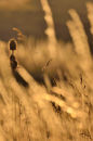 Golden Grasses