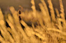 Golden Light