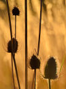 Teasels