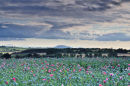Poppy Harvest