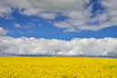 Sea of Gold