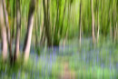 Bluebells on the Ercall