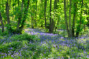Ercall Bluebells