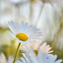 Big Eye Daisies