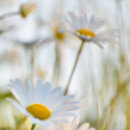 Big Eye Daisies #2