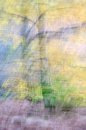 Birch Trees
