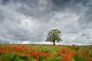 Brooding Sky